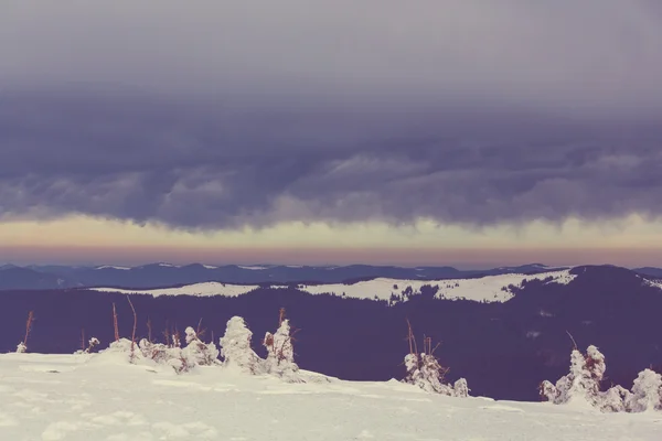 Montañas de Cárpatos cubiertas de nieve — Foto de Stock