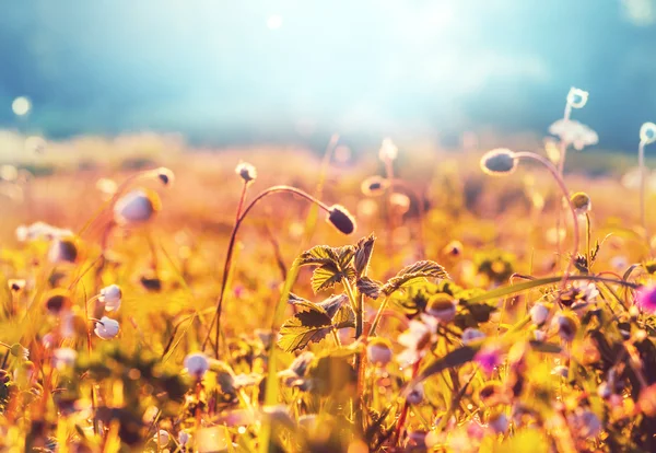 Schöne Sommerblumen — Stockfoto