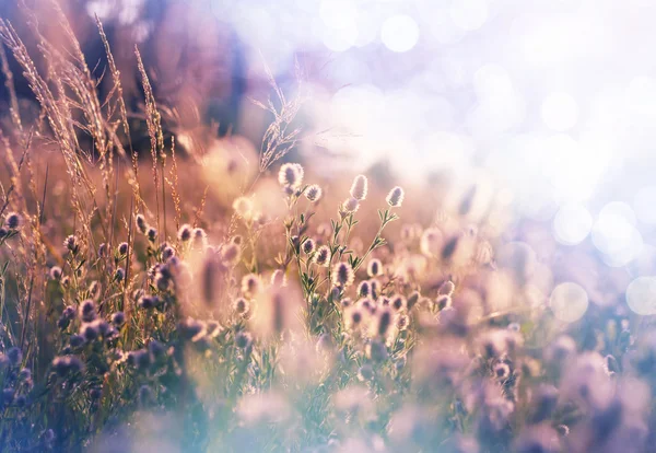 美しい夏の花 — ストック写真