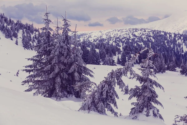 Montanhas dos Cárpatos cobertas de neve — Fotografia de Stock