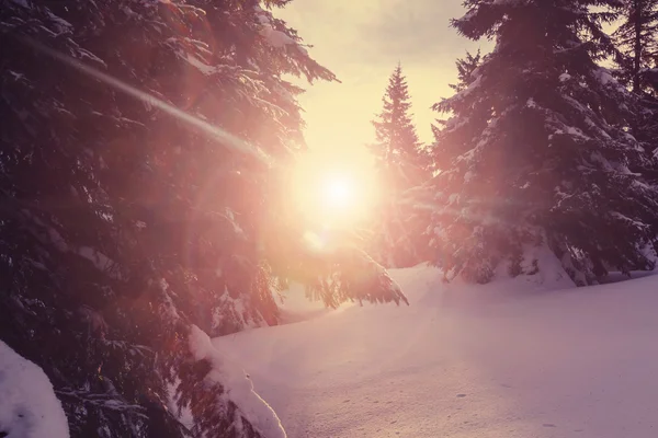 風光明媚な雪に覆われた森 — ストック写真