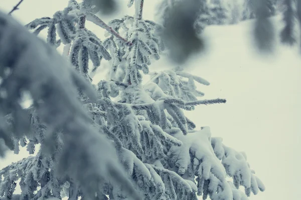 Foresta innevata panoramica — Foto Stock