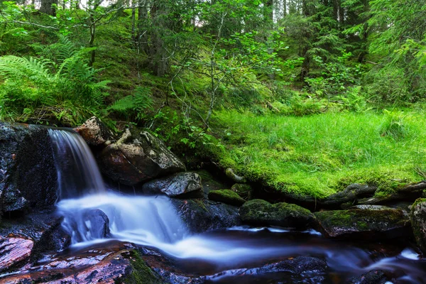 Cours d'eau rapide dans les bois — Photo