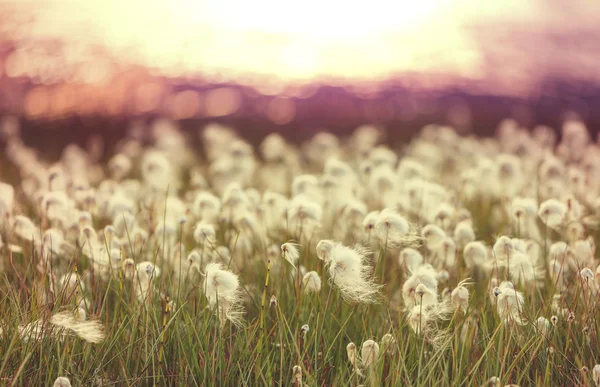 Arktische Baumwollblüten — Stockfoto