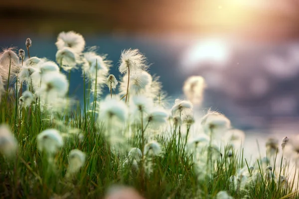 Arktyczny bawełny kwiaty — Zdjęcie stockowe