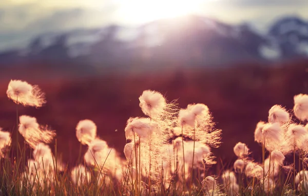 Flores de algodão ártico — Fotografia de Stock