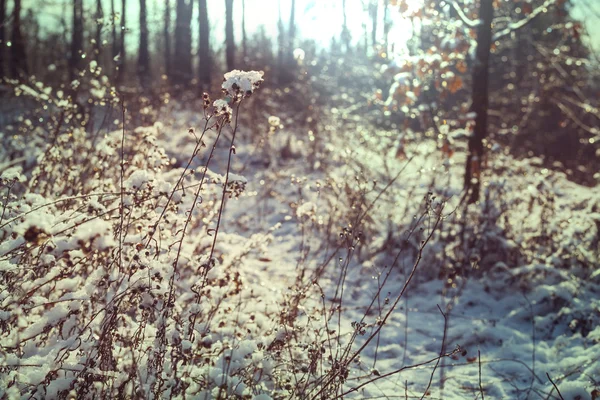 Bosque cubierto de nieve escénico — Foto de Stock