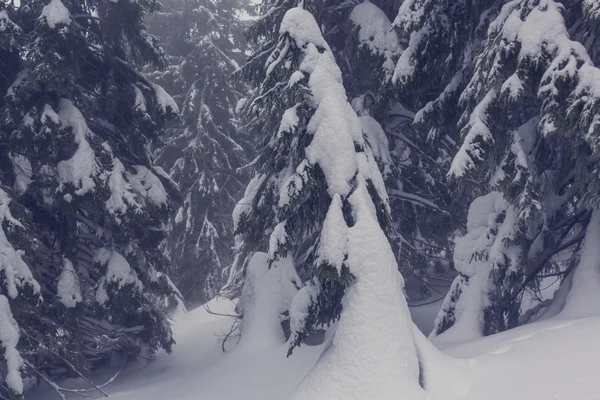 Scenic snow-covered forest — Stock Photo, Image