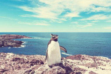 Cute rockhopper penguin clipart