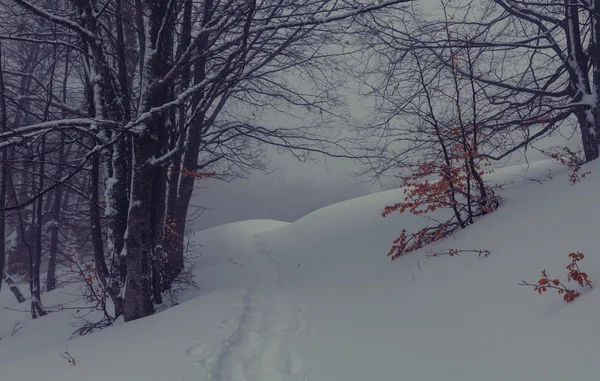 Beautiful forest in winter — Stock Photo, Image