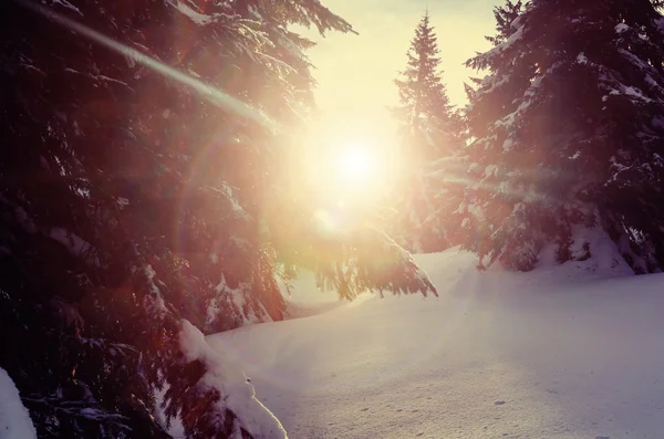 Bella foresta in inverno — Foto Stock