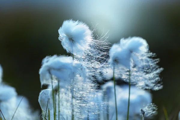 Flores de algodão ártico — Fotografia de Stock