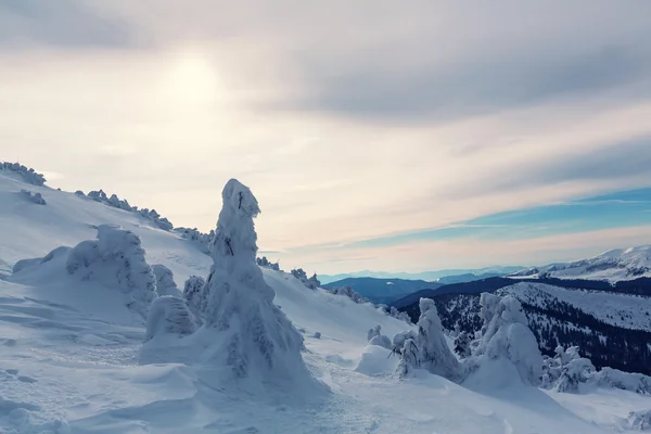Καρπάθια Όρη που καλύπτονται με χιόνι — Φωτογραφία Αρχείου