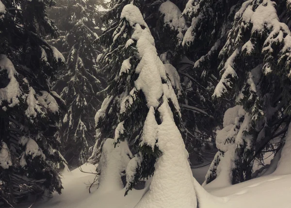 Bela floresta no inverno — Fotografia de Stock