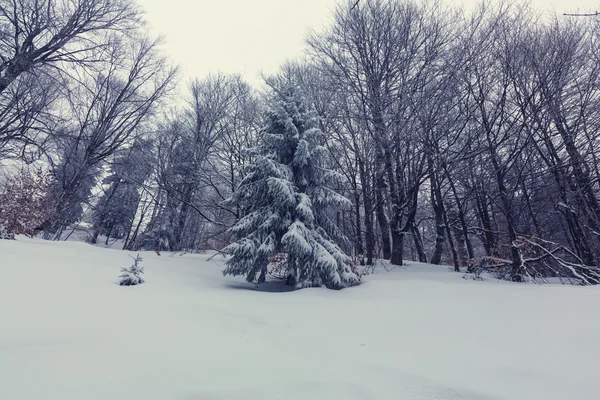 Belle forêt d'hiver — Photo