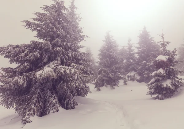 Beautiful Winter forest — Stock Photo, Image
