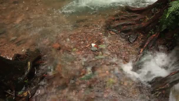En flod rinner över stenar i denna vackra scen i sommar — Stockvideo