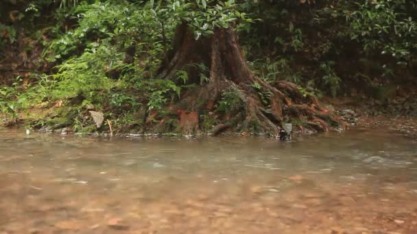 Une rivière coule sur les rochers dans cette belle scène en été 
