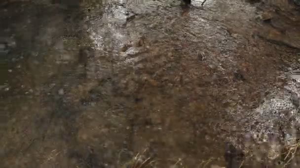 Een rivier stroomt over rotsen in deze mooie scène in de zomer — Stockvideo