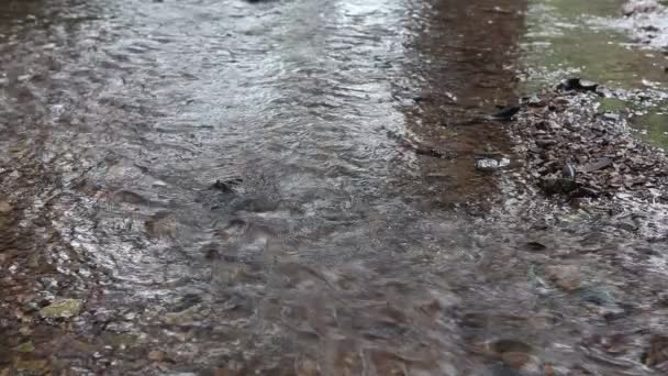 Een rivier stroomt over rotsen in deze mooie scène in de zomer — Stockvideo