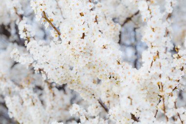 Kiraz eriği çiçekler güzel ışık ile çiçek açması brunch