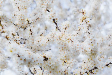 Kiraz eriği çiçekler güzel ışık ile çiçek açması brunch