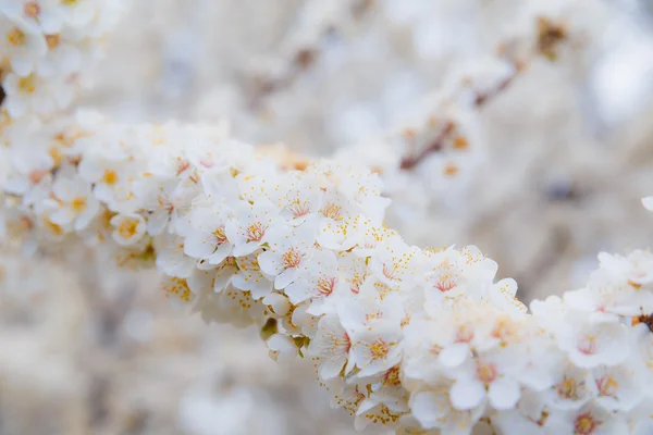 Blossoming brunch of cherry plum with flowers in beautiful light — Stock Photo, Image