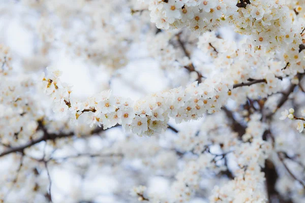 Brunch fleuri de prune cerise avec des fleurs dans une belle lumière — Photo