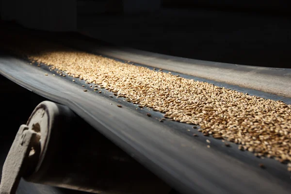 Conveyor belt with barley — Stock Photo, Image