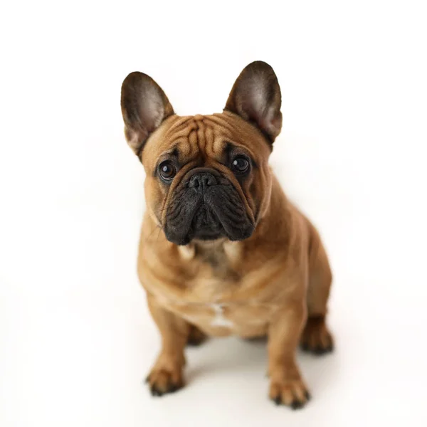 Mignon Bouledogue Français Chiot Sur Fond Blanc Photos De Stock Libres De Droits