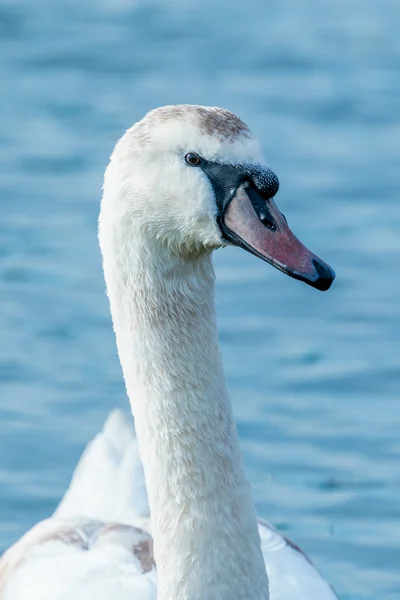 Swan πορτρέτο, κοντινό πλάνο — Φωτογραφία Αρχείου