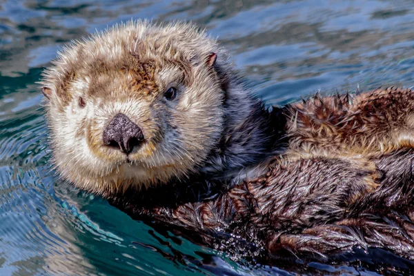 Sea Otter floating — Stock Photo, Image