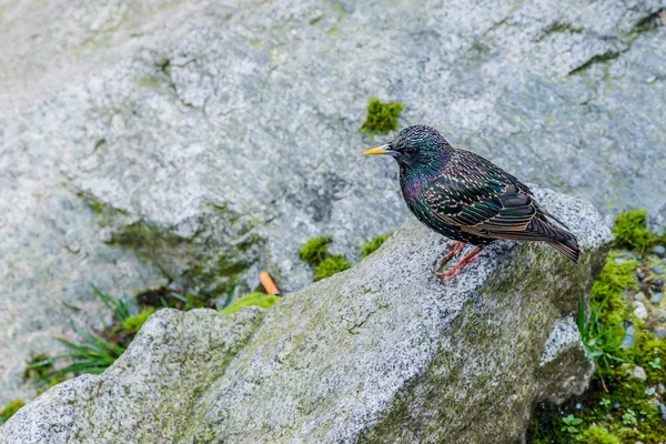 Starling europeo en una roca —  Fotos de Stock
