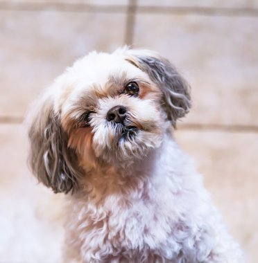Dikkat isteyen Shih Tzu köpek