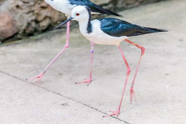 Banded Stilts andando por aí — Fotografia de Stock