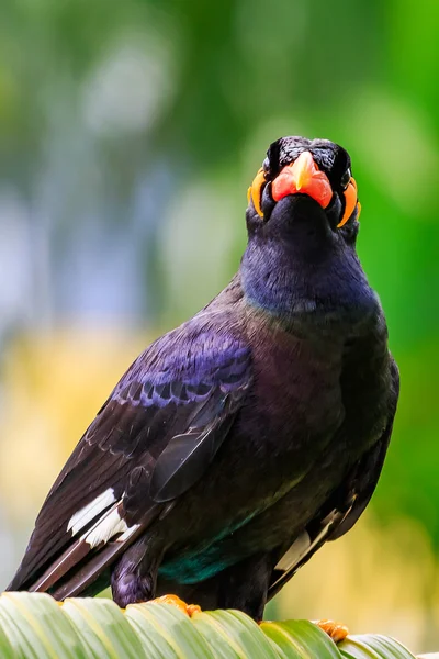 Common Hill Mynah — Stockfoto