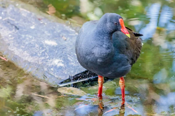 Dusky gallinella d'acqua anatra — Foto Stock