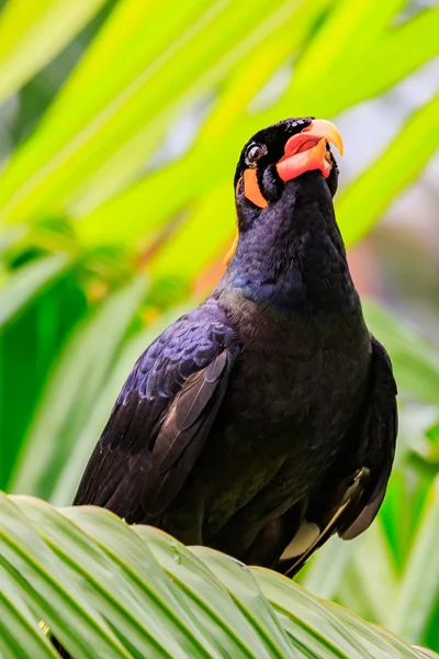 Misvormde Common Hill Mynah — Stockfoto