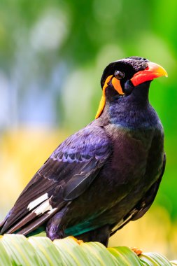 Ortak Hill sığırcık portre