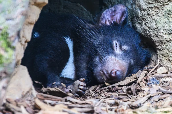 Sleeping Tasmanian Devil — Stock Photo, Image
