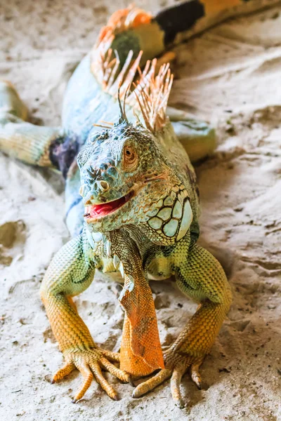 Beach Iguana — Stock Photo, Image