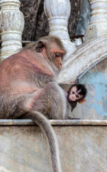 Affe siehe — Stockfoto