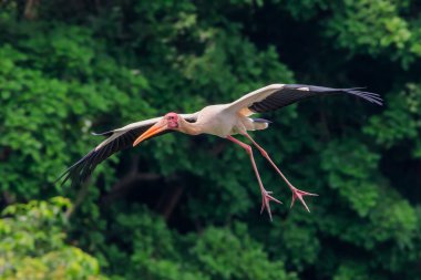 Boyalı leylek kayma