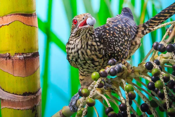 Ženské asijské Koel — Stock fotografie