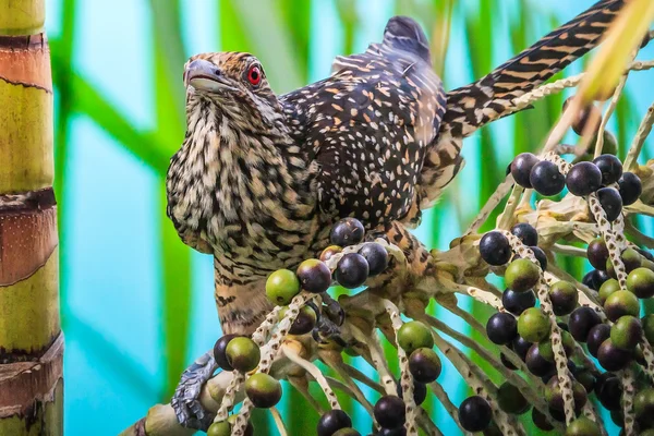 Femmina asiatico koel — Foto Stock