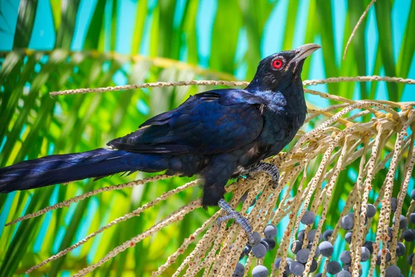 Mužské asijské Koel — Stock fotografie