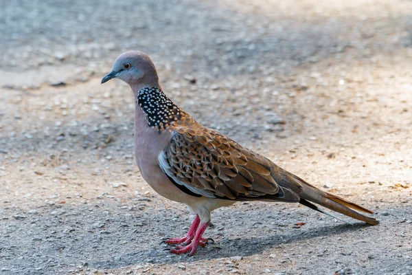 Pigeon Spotted — Stockfoto