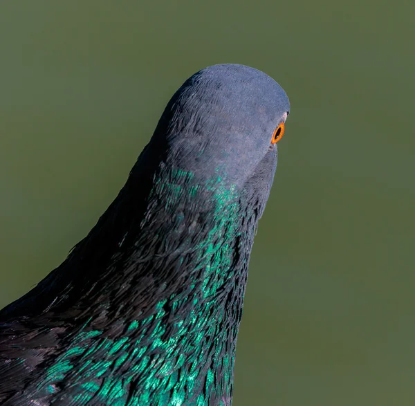 Pigeon Eye — 스톡 사진
