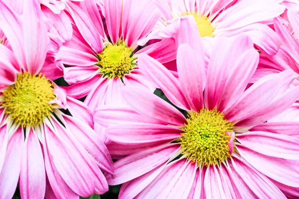 Pink Daisy — Stock Photo, Image