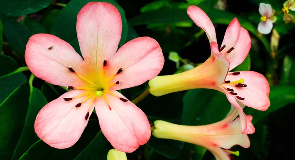 Trumpet blomma — Stockfoto